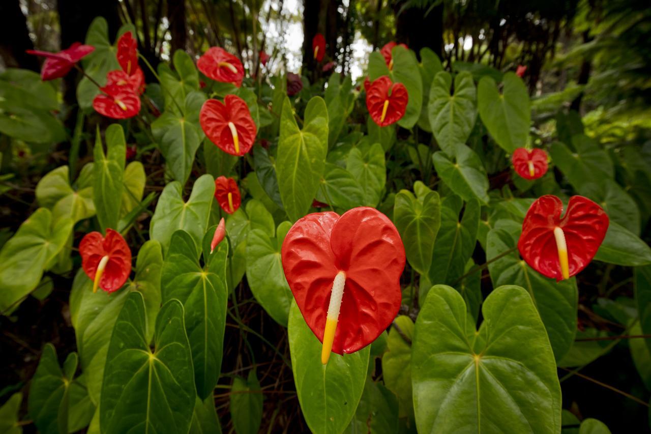 Hale 'Ohu Bed&Breakfast Volcano Exterior foto